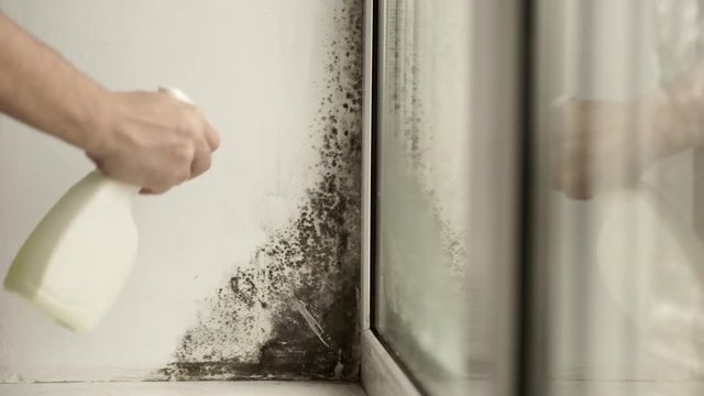 Black mold in the corner of window Preparation for mold removal.