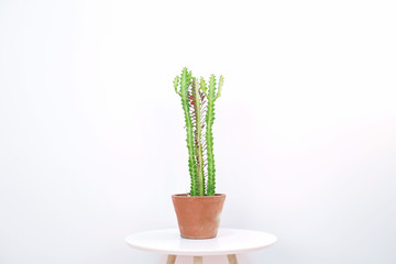 Euphorbia trigona on modern table in white background.