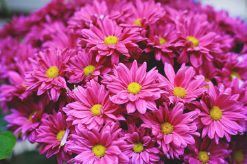 Obraz premium Pink flower with long thin petals and yellow pollen center. Selective focus.