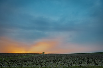 Beautiful sunset landscape bordeaux wineyard, Medoc, france