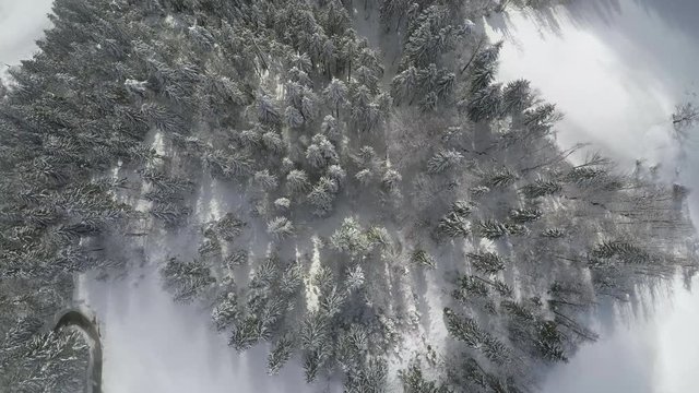 Aerial. Right Above Cold Winter Mountain Forest Tree Tops