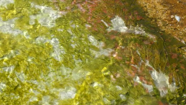 close up of yellow cyanobacteria in hot water at yellowstone national park, usa