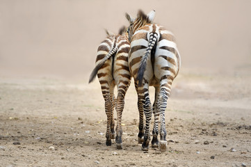 zebra,