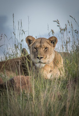 King of the Jungle