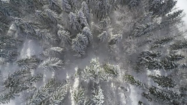 Aerial. Right Above. Winter Landscape with Snow on Mountain Forest Tree Tops.