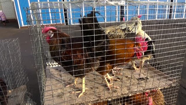 The roosters sit in a cage