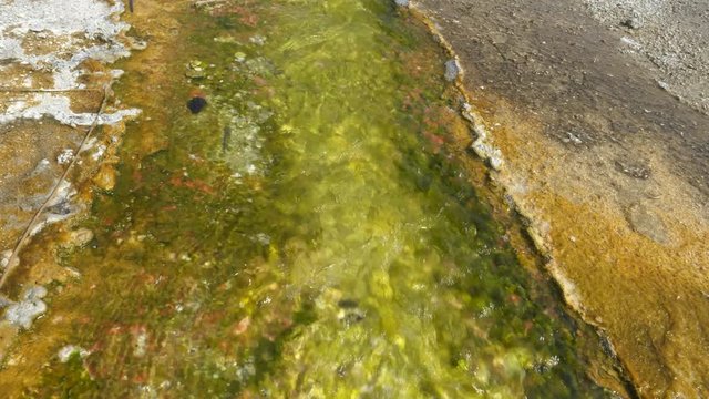 yellow and green cyanobacteria in thermal water at the outflow from the grand prismatic pool in yellowstone national park, usa