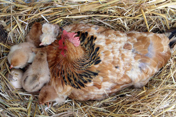 gallina madre