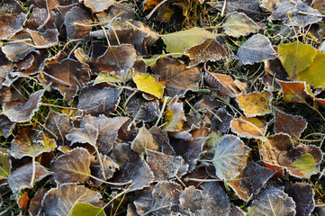 foliage. autumn morning. beautiful yellow leaves