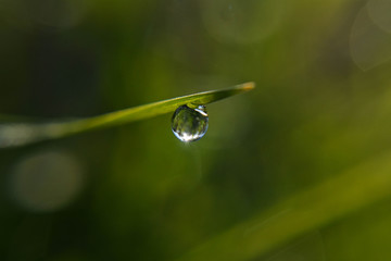 Morning dew in the grass/ closeup nature details photography/ nature minimalism 