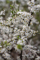 Schlehenblüten