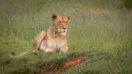 King of the Jungle