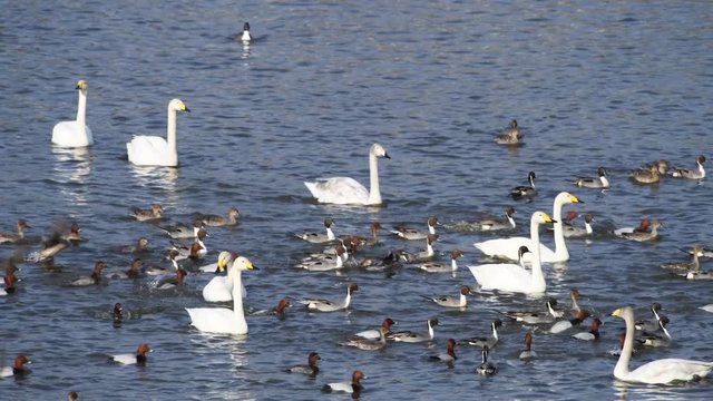 オオハクチョウの成鳥、幼鳥、赤い頭のホシハジロ、オナガガモ。4K