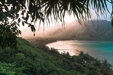 Hiding in the foliage of the Hawaiian rain forest - obrazy, fototapety, plakaty