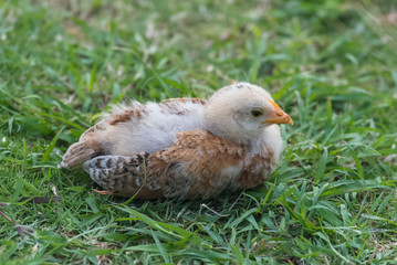 Yellow chick, baby chicken lying on the grass 
