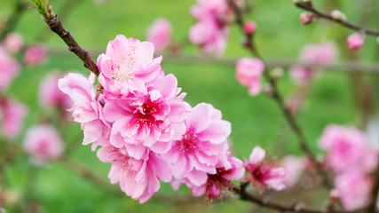 Pink peach blossom in the garden.