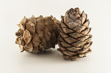 cedar cone