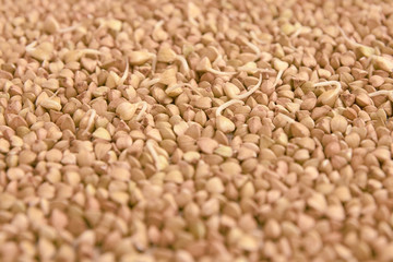 Buckwheat grains. Brown croup. Healthy food. Sprouts