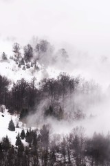 snow mountain forest with fog