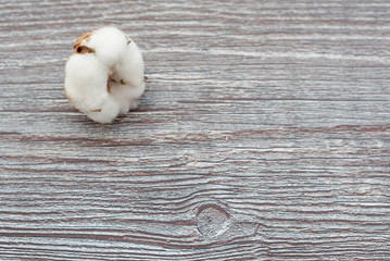 cotton flower