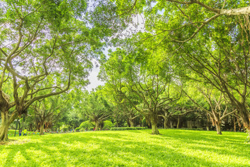 Park woods