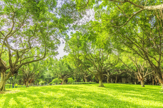 Park woods