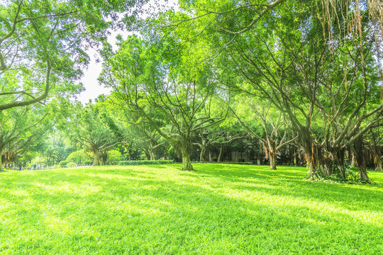 Park woods