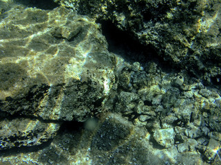 Underwater landcape in Hvar croatia
