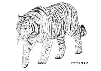 Tiger walking hand draw sketch black line on white background vector illustration.