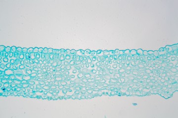 Leaf of Winter Jasmine under the microscope