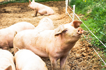 Pigs on the farm.