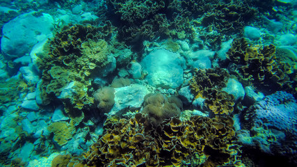 tropical Coral reef underwater growing on stone