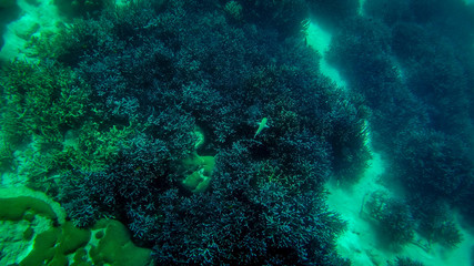 Fototapeta na wymiar tropical Coral reef underwater growing on stone