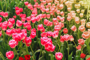 Fototapeta premium Beautiful Red Tulips, Flower background
