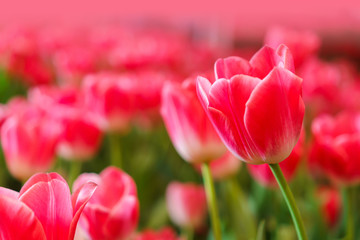 Beautiful Red Tulips, Flower background