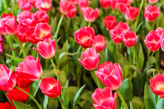 Beautiful Red Tulips, Flower background