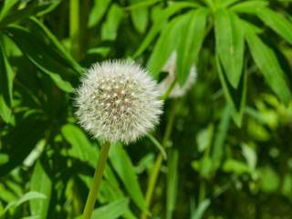 Dandelion with ripe seeds on bokeh background, macro, selective focus, shallow DOF