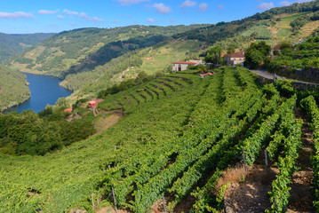 Fototapeta na wymiar Vineyards along Minho River, Lugo, Spain