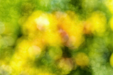 blurred abstract background in yellow and green tones with bokeh effect