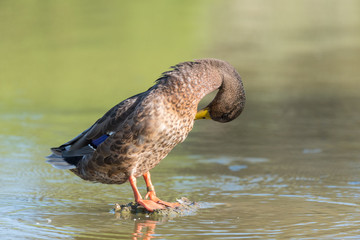 Female mallard duck on a lake in France