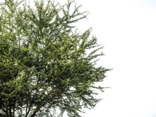 isolated deciduous tree on a white background, tropical trees isolated used for design, advertising and architecture