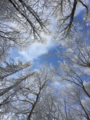 Trees with snow on special winter day