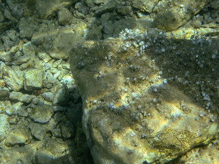 Underwater landcape in Hvar croatia