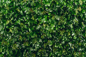 Fototapeta na wymiar Natural green leaf wall, Texture background
