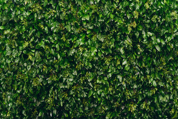 Fototapeta na wymiar Natural green leaf wall, Texture background