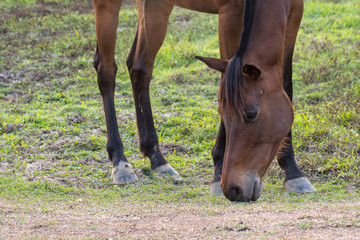 Closeup of a horse eating grass In the park