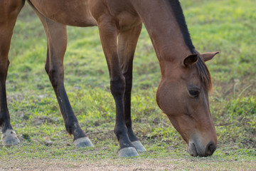 Closeup of a horse eating grass In the park