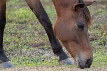 Naklejka na ściany i meble Closeup of a horse eating grass In the park