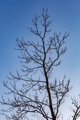 Beautiful tree without foliage on blue sky background
