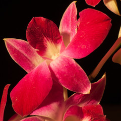 Orchid